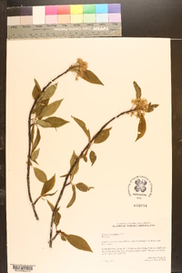 Prunus pensylvanica image